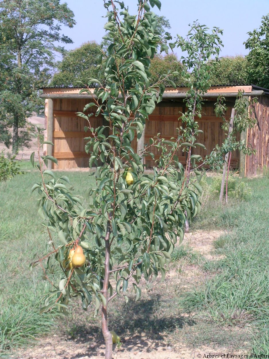 planter un poirier