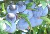 Prunellier