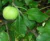 Pommier