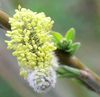 Saule blanc