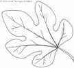 feuille palmée de Figuier