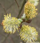 fleur de Saule