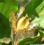 fêne, fruit du Hêtre
