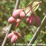 fruit du Fusain