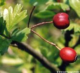 cenelles, fruits d'Aubépine