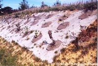 Plantations sur talus avec du géotextile
