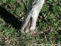 arbre blessé lors de la tonte