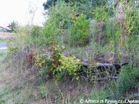 Le même talus à l'entrée du village quelques années après le fascinage : la végétation s'est bien installée et peut prendre le relais du tressage végétal
