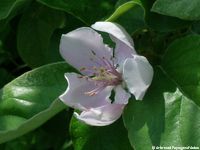 fleur de Néflier