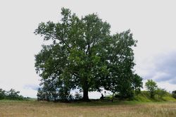 Chêne de Pataque à Rieux Volvestre