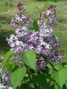 Lilas