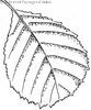 feuille pennée d'Aulne